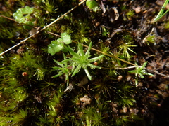 Siloxerus multiflorus