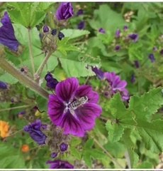 Malva