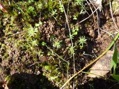 Siloxerus multiflorus