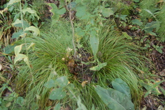 Carex pediformis macroura