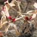 Pelargonium undulatum - Photo (c) douglaseustonbrown, μερικά δικαιώματα διατηρούνται (CC BY-SA), uploaded by douglaseustonbrown