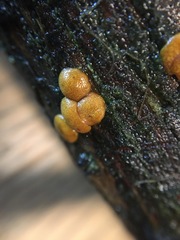 Trichoderma nothescens