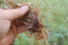 Carex pediformis macroura