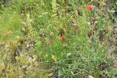 Biscutella valentina