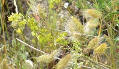 Biscutella valentina