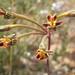 Pelargonium anethifolium - Photo (c) douglaseustonbrown,  זכויות יוצרים חלקיות (CC BY-SA), הועלה על ידי douglaseustonbrown