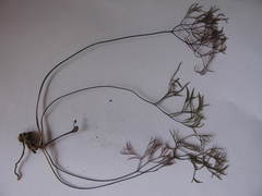 Pelargonium anethifolium