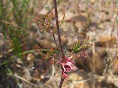 Pelargonium anethifolium