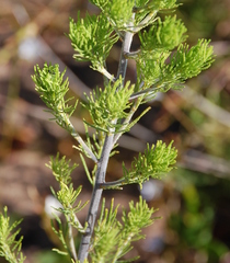 Psoralea muirii