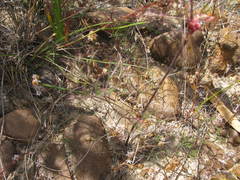 Pelargonium anethifolium