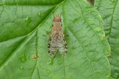 Euthycera chaerophylli