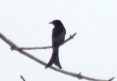 Dicrurus adsimilis