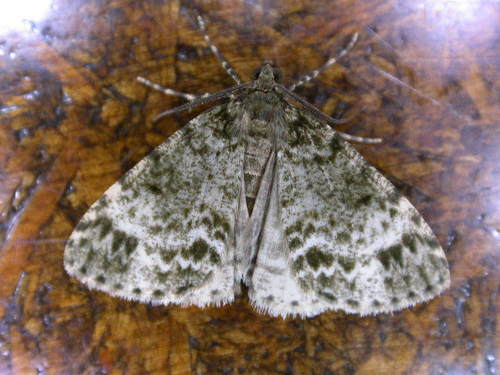 Pseudocoremia indistincta photo 6