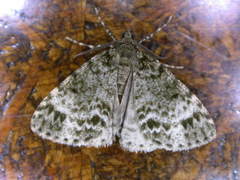 Pseudocoremia indistincta