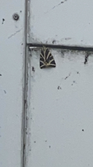 Euplagia quadripunctaria