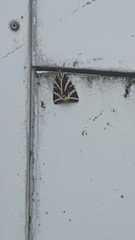 Euplagia quadripunctaria