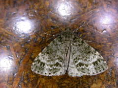 Pseudocoremia indistincta