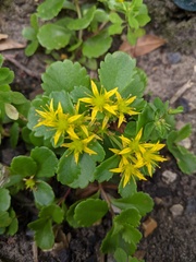 Phedimus kamtschaticus