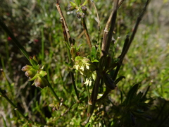 Opercularia turpis