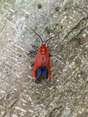 Phauda flammans