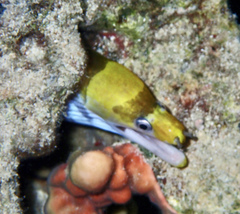 Gymnothorax rueppelliae