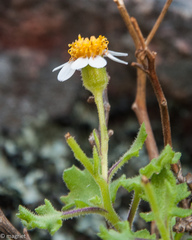 Senecio tortuosus