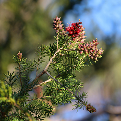 Callistemon