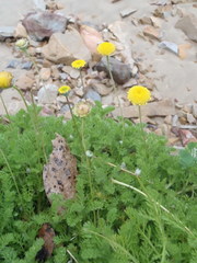 Cotula discolor