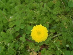 Cotula discolor