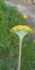 Cotula discolor