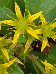 Phedimus kamtschaticus