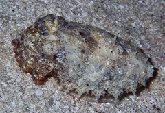 Sepia prashadi