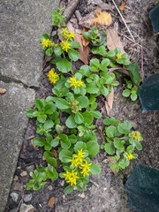 Phedimus kamtschaticus