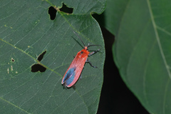 Phauda flammans