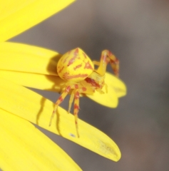 Thomisus citrinellus