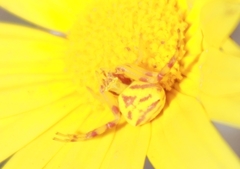 Thomisus citrinellus