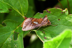 Autographa excelsa