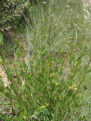 Cryptolepis oblongifolia