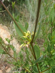 Cryptolepis oblongifolia