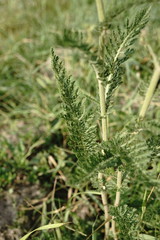 Achillea pannonica