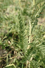 Achillea pannonica