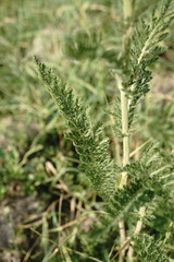 Achillea pannonica