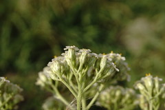 Achillea pannonica