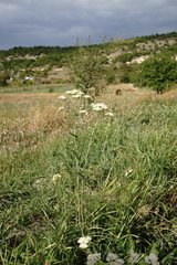 Achillea pannonica