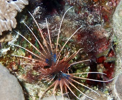 Pterois cincta