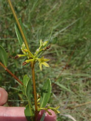 Cryptolepis oblongifolia