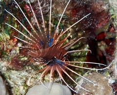 Pterois cincta