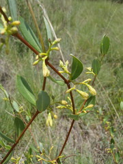 Cryptolepis oblongifolia