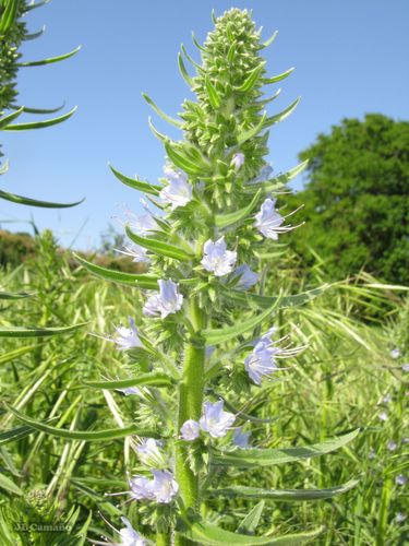 Violet-vein Viper's-bugloss