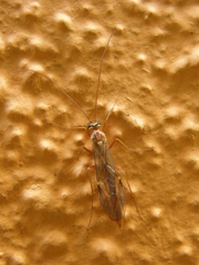 Ophion luteus
